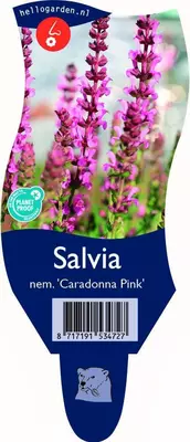 Salvia nemorosa 'Caradonna Pink' (Salie) - afbeelding 1
