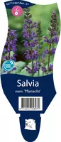 Salvia nemorosa 'Mainacht' (Salie) - afbeelding 1