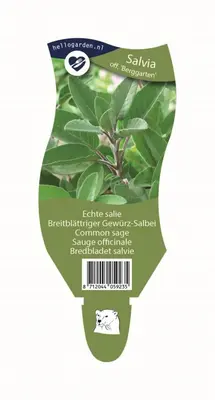 Salvia officinalis 'Berggarten' (Echte salie) - afbeelding 1