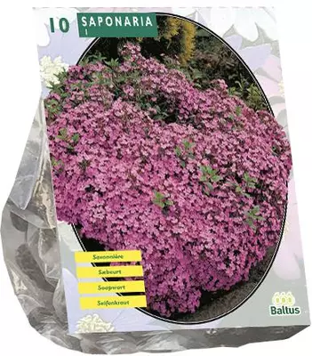 Saponaria officinalis 10 stuks - afbeelding 1