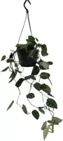 Scindapsus 'pictus' (drakenklimop) 40cm kopen?