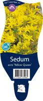 Sedum acre 'Yellow Queen' (Muurpeper) kopen?