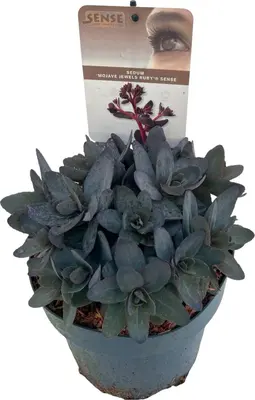 Sedum 'Mojave Jewels Ruby' 40cm kopen? - tuincentrum Osdorp :)