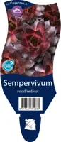 Sempervivum rood (Huislook) kopen?