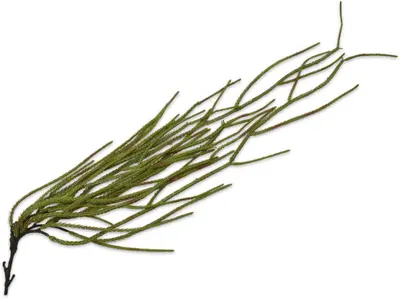 Silk-ka kunsttak succulent 97cm groen - afbeelding 1