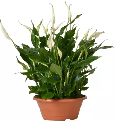 Spathiphyllum bellini (Lepelplant, Vaantjesplant) 45cm - afbeelding 1