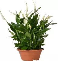 Spathiphyllum bellini (Lepelplant, Vaantjesplant) 45cm - afbeelding 1