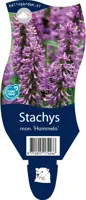Stachys monieri 'Hummelo' (Andoorn) kopen?