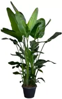 Strelitzia nicolai (Paradijsvogelbloem) 175cm
