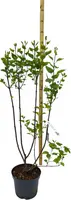 Syringa vulgaris 'Andenken an Ludwig Späth' (Sering) 90cm - afbeelding 5