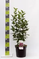 Syringa vulgaris 'Charles Joly' (Gewone Sering) 60cm - afbeelding 3