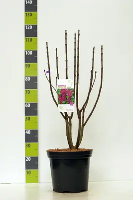 Syringa vulgaris 'Charles Joly' (Gewone Sering) 60cm - afbeelding 2