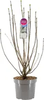 Syringa vulgaris 'Mme Lemoine' (Gewone Sering) 90cm - afbeelding 2