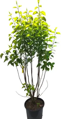 Syringa vulgaris 'Mme Lemoine' (Gewone Sering) 90cm - afbeelding 1
