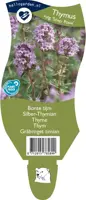 Thymus vulgaris 'Silver Posie' (Bonte tijm) kopen?