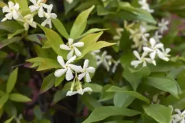 Trachelospermum jasminoides (Jasmijn) 155cm - afbeelding 4