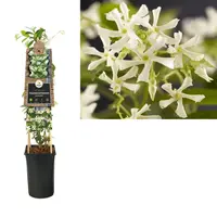 Trachelospermum jasminoides (Jasmijn) klimplant