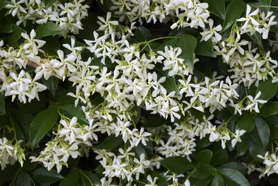 Trachelospermum jasminoides (Jasmijn) klimplant 75cm - afbeelding 3