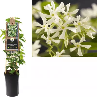 Trachelospermum jasminoides (Jasmijn) klimplant 75cm - afbeelding 1