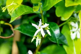 Trachelospermum jasminoides (Toscaanse jasmijn) kopen?