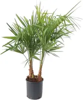 Trachycarpus fortunei (Chinese Waaierpalm) 110cm