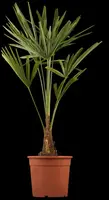 Trachycarpus fortunei (Europese palm)