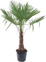 Trachycarpus fortunei (Windmolenpalm) 180cm