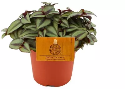 Tradescantia zebrina (Vaderplant) 15cm - afbeelding 1