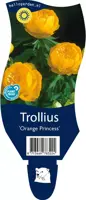 Trollius 'Orange Princess' (Globebloem) kopen?