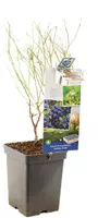 Vaccinium corymbosum 'Hortblue Petite' (Bosbes) fruitplant 60cm - afbeelding 3