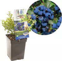 Vaccinium corymbosum 'Hortblue Petite' (Bosbes) fruitplant 60cm - afbeelding 1