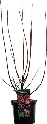 Viburnum bodnantense 'Charles Lamont' (Sneeuwbal) 80cm - afbeelding 2