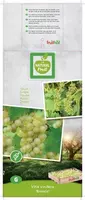 Vitis vinifera 'Bianca' (Druif) fruitplant 65cm - afbeelding 4
