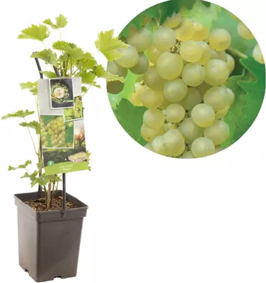 Vitis vinifera 'Bianca' (Druif) fruitplant 65cm - afbeelding 1