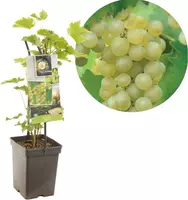 Vitis vinifera 'Bianca' (Druif) fruitplant 65cm - afbeelding 1