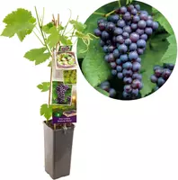 Vitis vinifera 'Boskoop Glorie' (Druif) fruitplant 60cm kopen?