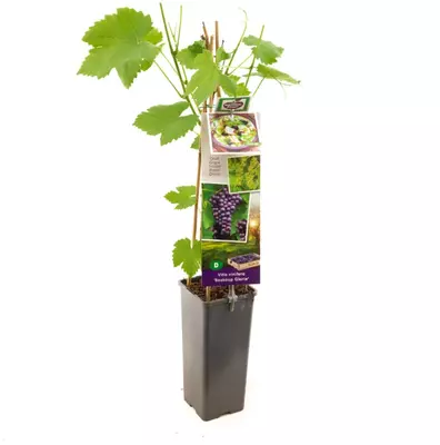 Vitis vinifera 'Boskoop Glorie' (Druif) fruitplant 60cm - afbeelding 2
