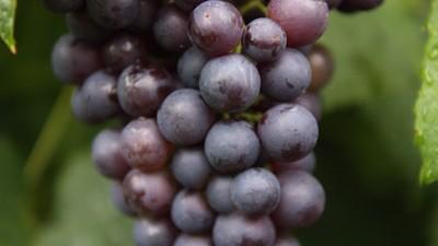 Vitis vinifera 'Boskoop Glorie' (Druif) fruitplant 60cm - afbeelding 4