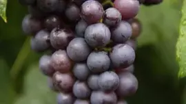 Vitis vinifera 'Boskoop Glorie' (Druif) fruitplant 60cm - afbeelding 4