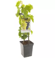 Vitis vinifera 'Duo-Druif' (Druif) fruitplant 65cm - afbeelding 2