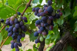 Vitis vinifera 'Duo-Druif' (Druif) fruitplant 65cm - afbeelding 4