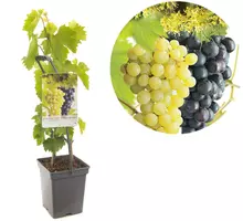 Vitis vinifera 'Duo-Druif' (Druif) fruitplant 65cm - afbeelding 1