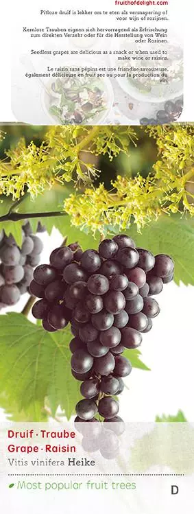 Vitis vinifera 'Heike' (Druif) fruitplant 60cm - afbeelding 5