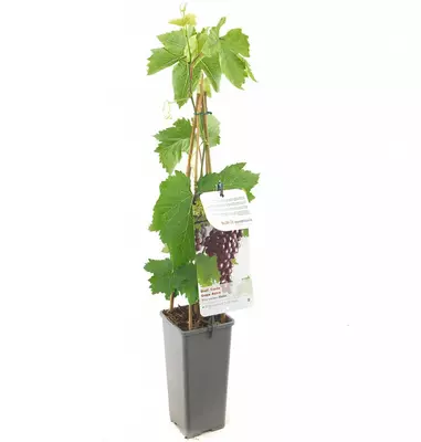Vitis vinifera 'Heike' (Druif) fruitplant 60cm - afbeelding 2
