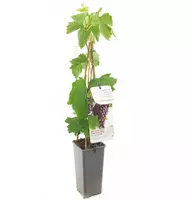 Vitis vinifera 'Heike' (Druif) fruitplant 60cm - afbeelding 2