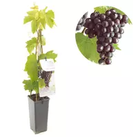 Vitis vinifera 'Heike' (Druif) fruitplant 60cm - afbeelding 1
