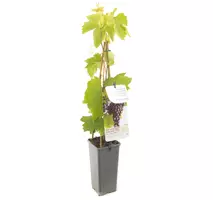 Vitis vinifera 'Heike' (Druif) fruitplant 60cm - afbeelding 3