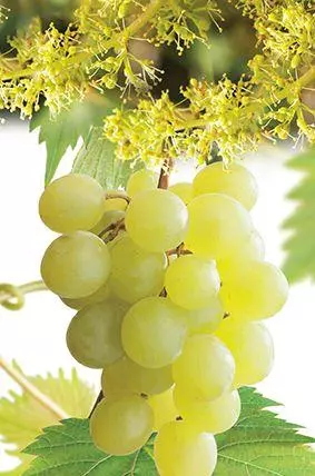 Vitis vinifera 'Himrod' (Druif) fruitplant 60cm - afbeelding 2