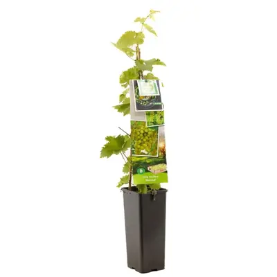 Vitis vinifera 'Himrod' (Druif) fruitplant 60cm - afbeelding 1