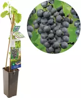 Vitis vinifera 'Muscat Blue' (Druif) fruitplant 60cm - afbeelding 1